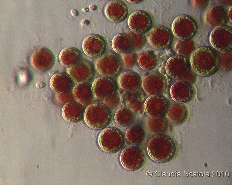 Rosso come  ..................